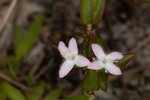 Harper's buttonweed
